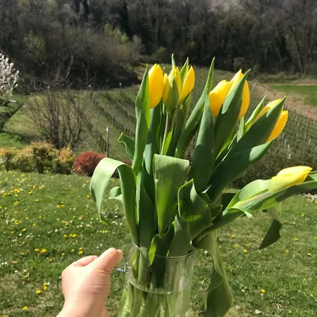 Lemire 산 피에트로 디 펠레토